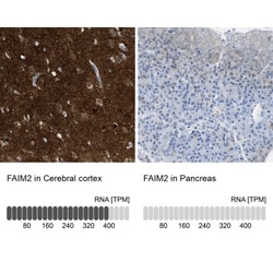 FAIM2 Antibody, Novus Biologicals 25 &mu;L; Unlabeled:Antibodies, Polyclonal